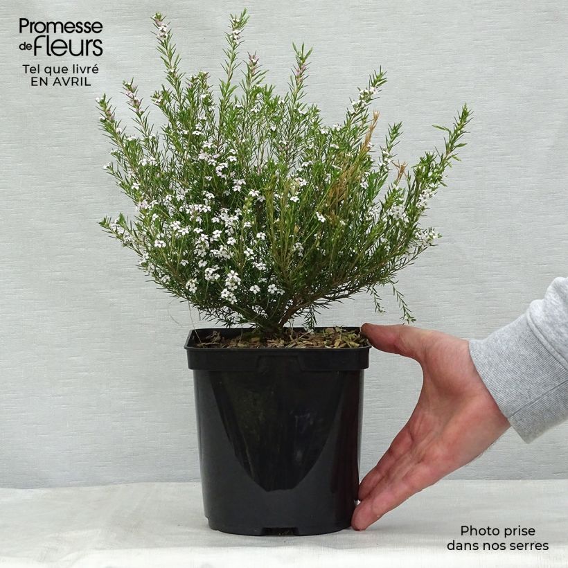 Spécimen de Diosma hirsuta Pink Fountain Pot de 2L/3L tel que livré au printemps