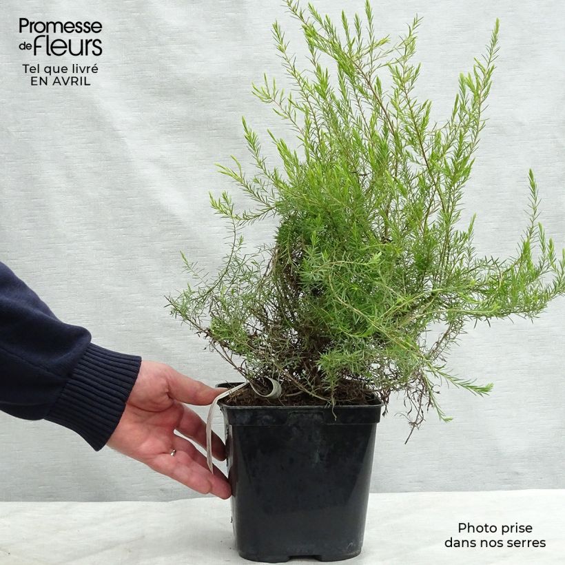 Spécimen de Diosma hirsuta Sunset gold - Diosmée hirsute. Pot de 2L/3L tel que livré au printemps
