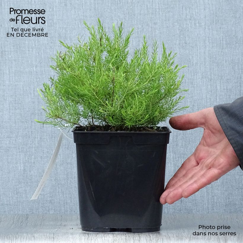 Spécimen de Diosma hirsuta Sunset gold - Diosmée hirsute. Pot de 2L/3L tel que livré en hiver