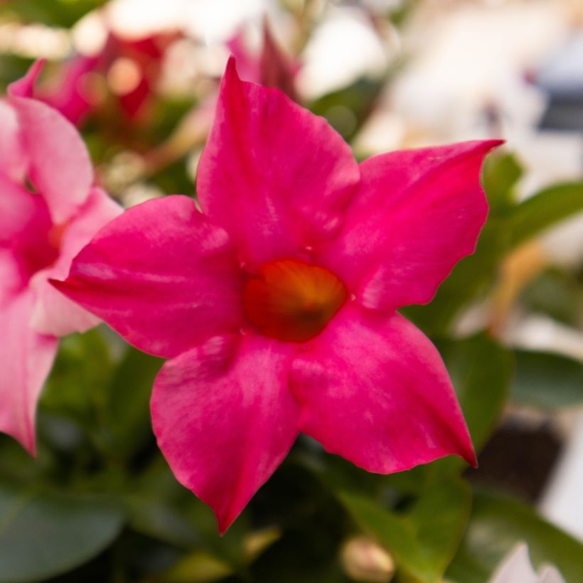 Dipladenia Diamantina Tourmaline fuchsia intense - Mandevilla (Floraison)