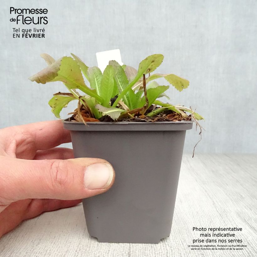 Spécimen de Dipsacus fullonum - Cardère sauvage - Cabaret des oiseaux Godet de 8/9 cm tel que livré en hiver