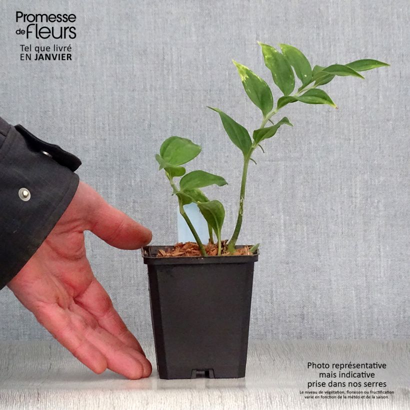 Spécimen de Disporopsis pernyi Godet de 8/9 cm tel que livré en hiver