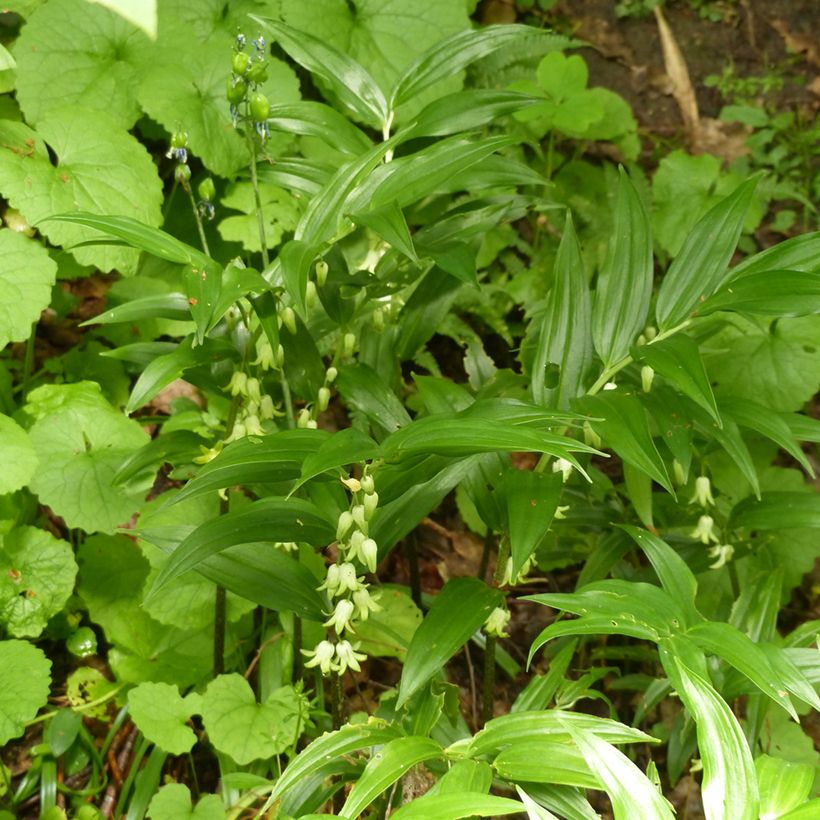 Disporopsis pernyi (Port)