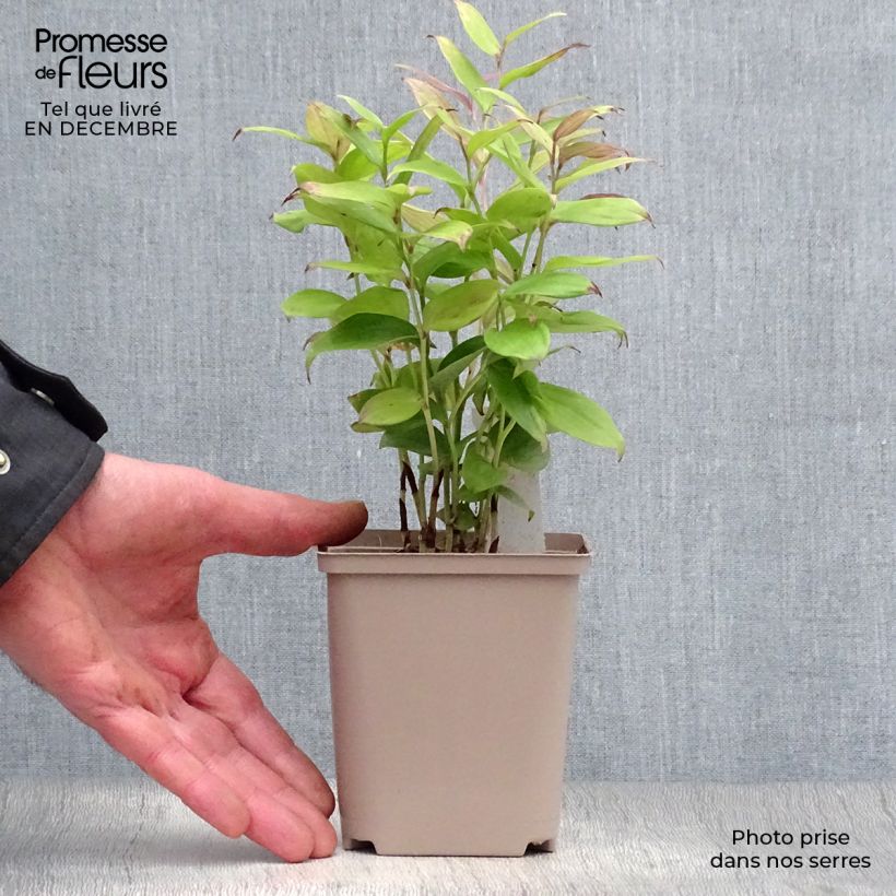 Spécimen de Disporum cantoniense Green Giant - Cloche des fées Pot de 10 cm/11cm tel que livré en hiver