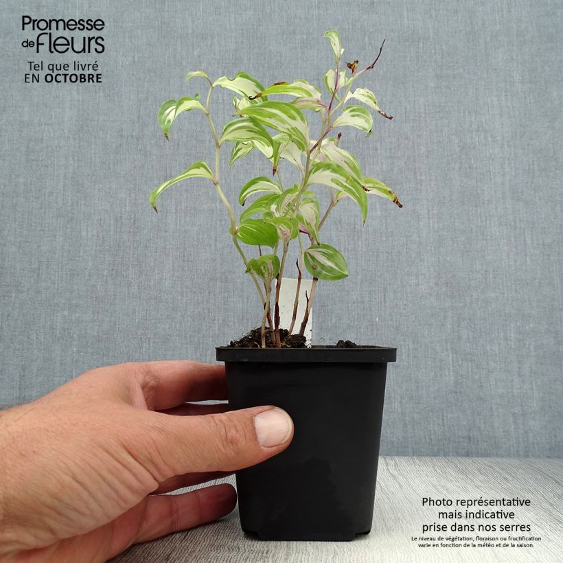 Spécimen de Disporum cantoniense Moonlight Godet de 8/9 cm tel que livré en automne