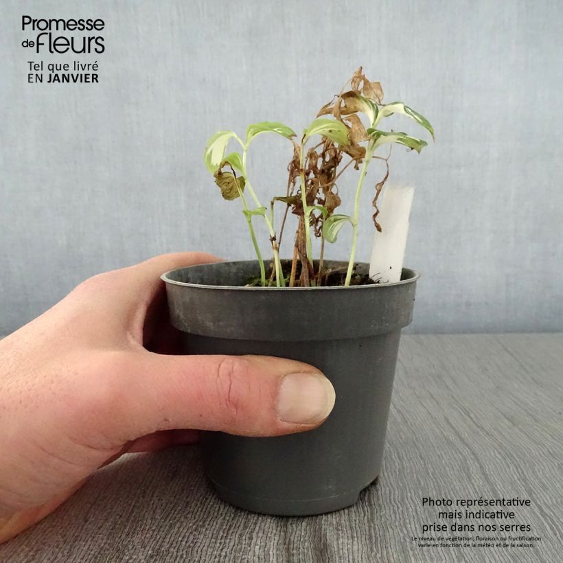 Spécimen de Disporum cantoniense Moonlight Godet de 8/9 cm tel que livré en hiver