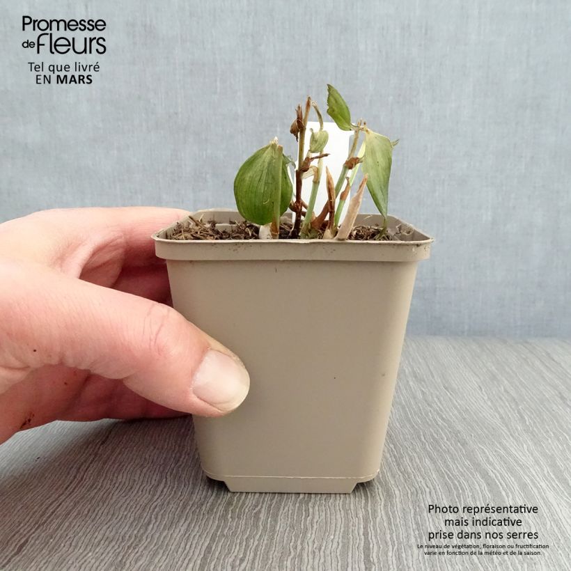 Spécimen de Disporum cantoniense Night Heron - Cloche des fées Godet de 8/9 cm tel que livré au printemps