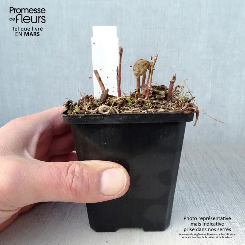 Disporum megalanthum Maceta de 8/9 cm Ejemplar entregado en la primavera