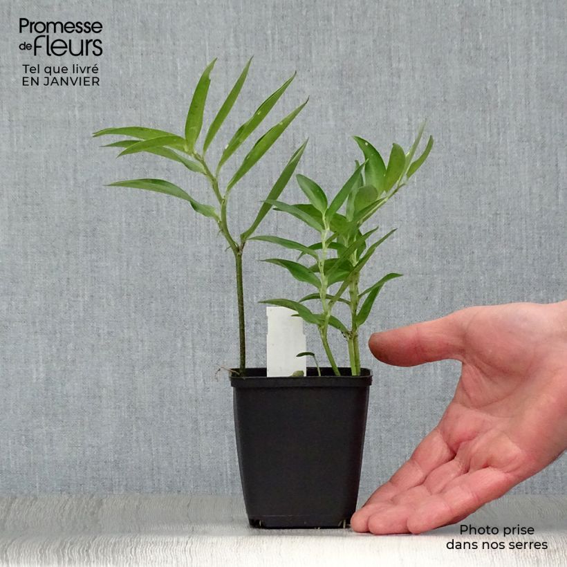 Spécimen de Disporum sessile - Cloche des fées du Japon Godet de 8/9 cm tel que livré en hiver