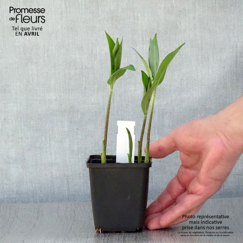 Disporum sessile Vasetto da 8/9 cm esemplare consegnato in primavera