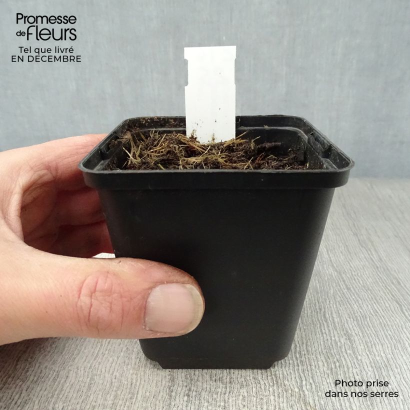 Spécimen de Disporum uniflorum - Cloche des fées de Corée Godet de 8/9 cm tel que livré en hiver