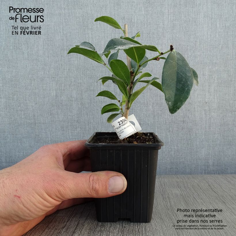 Spécimen de Distylium Linebacker  Godet de 8/9 cm tel que livré en hiver