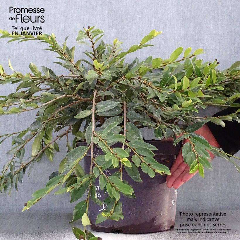 Spécimen de Distylium Vintage Jade Pot de 7,5L/10L tel que livré en hiver