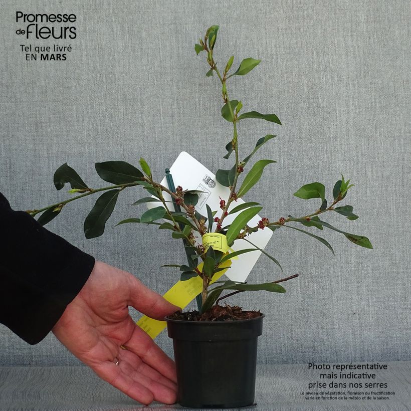 Spécimen de Distylium Vintage Jade Godet de 8/9 cm tel que livré au printemps