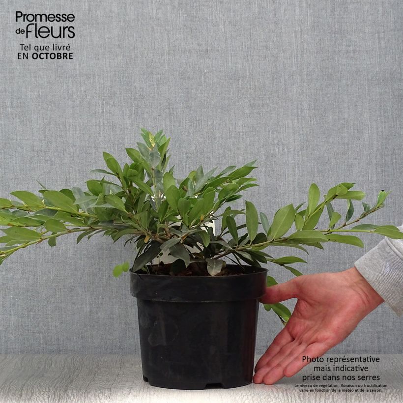 Spécimen de Distylium Vintage Jade Pot de 2L/3L tel que livré en automne