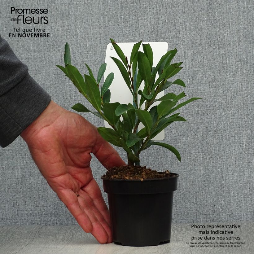 Spécimen de Distylium (x) Blue Cascade Pot de 10 cm/11cm tel que livré en automne