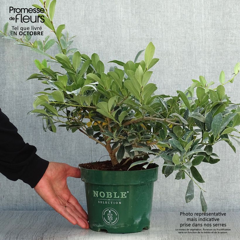 Spécimen de Distylium (x) Blue Cascade Pot de 4L/5L tel que livré en automne