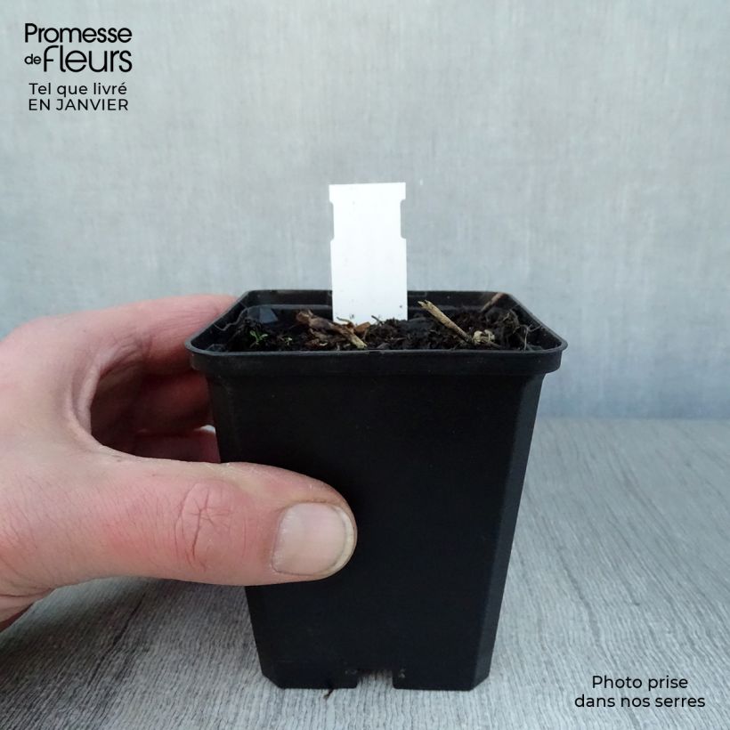 Spécimen de Dodecatheon jeffreyi Rotlicht - Gyroselle Godet de 8/9 cm tel que livré en hiver