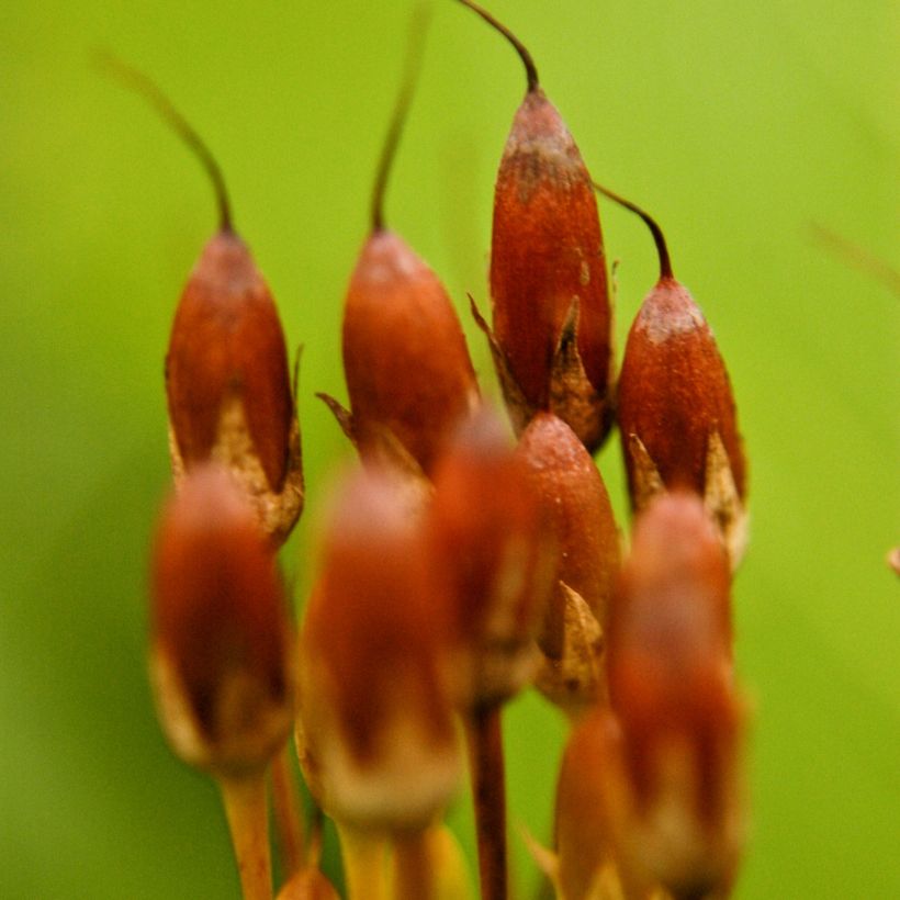 Dodecatheon meadia -  Gyroselle de Virginie (Récolte)
