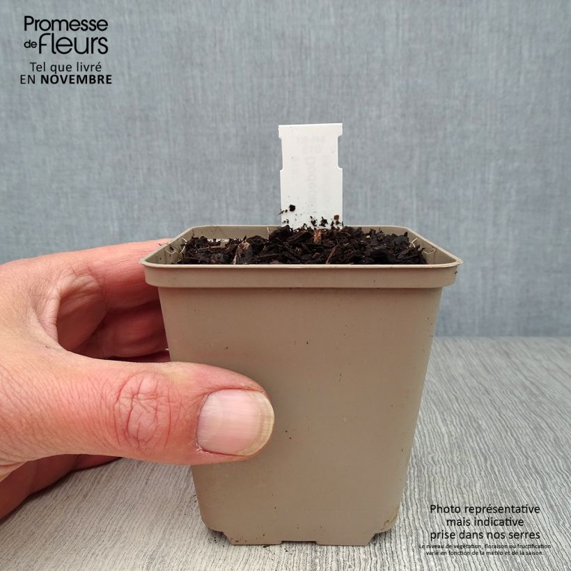 Spécimen de Dodecatheon meadia -  Gyroselle de Virginie Godet de 8/9 cm tel que livré en automne