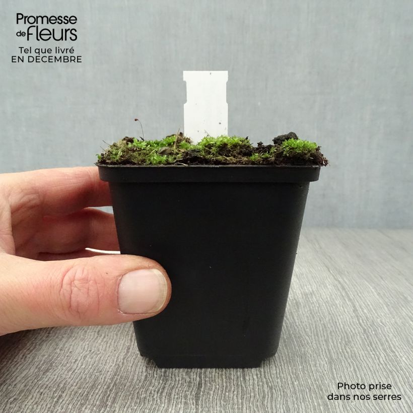 Spécimen de Dodecatheon meadia -  Gyroselle de Virginie Godet de 8/9 cm tel que livré en hiver