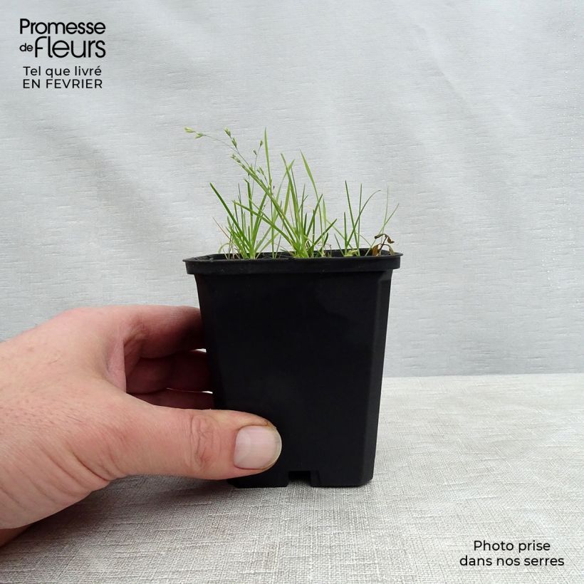 Spécimen de Dodecatheon meadia Queen Victoria Godet de 8/9 cm tel que livré en hiver