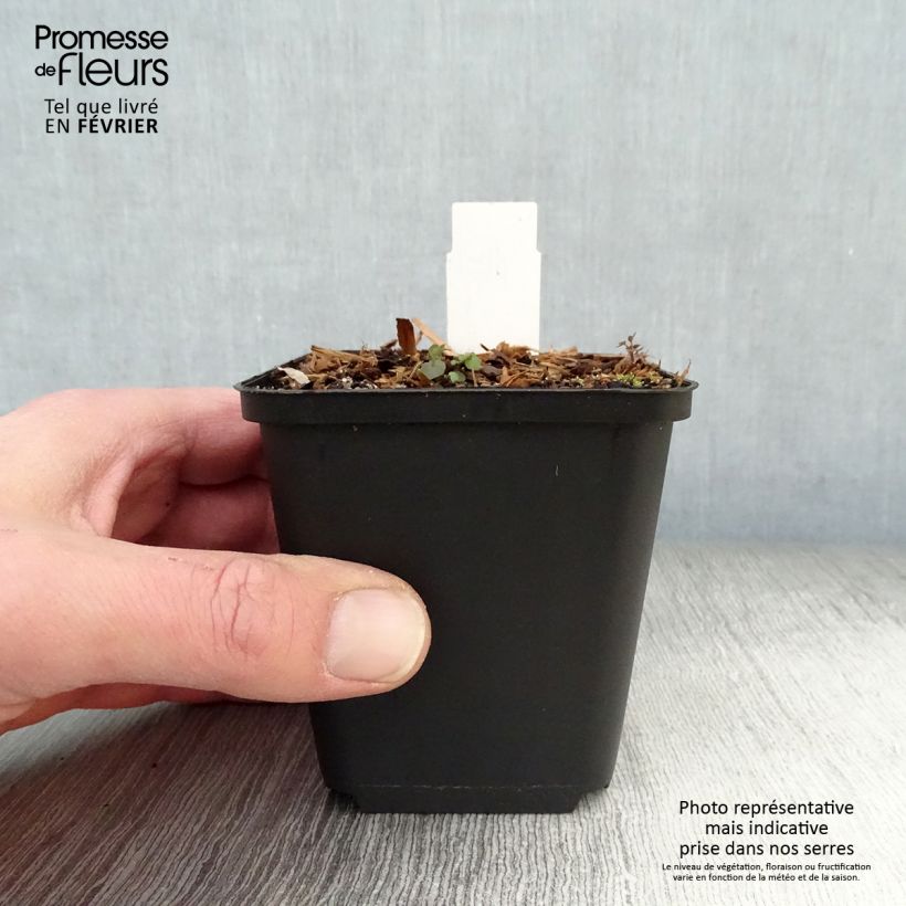 Spécimen de Dodecatheon pulchellum Red Wings - Gyroselle Godet de 8/9 cm tel que livré en hiver