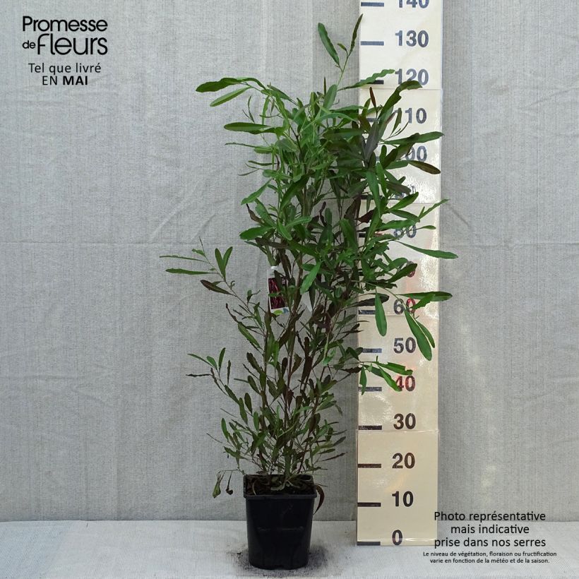 Spécimen de Dodonaea viscosa Purpurea - Dodonée visqueuse Pot de 3L/4L tel que livré au printemps