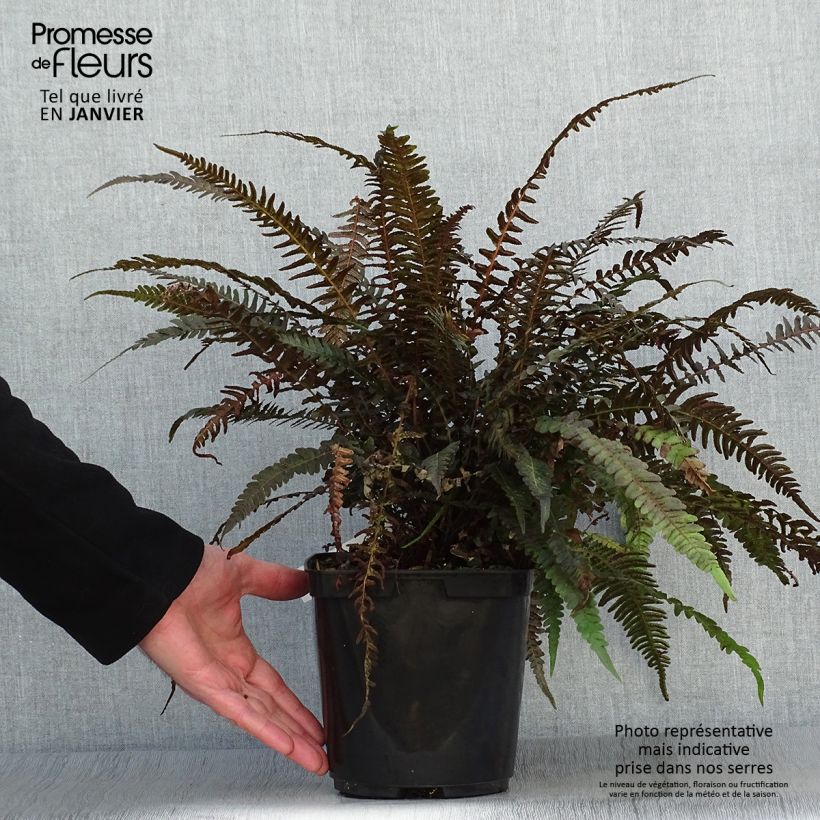 Spécimen de Doodia media - Fougère râpe Pot de 2L/3L tel que livré en hiver