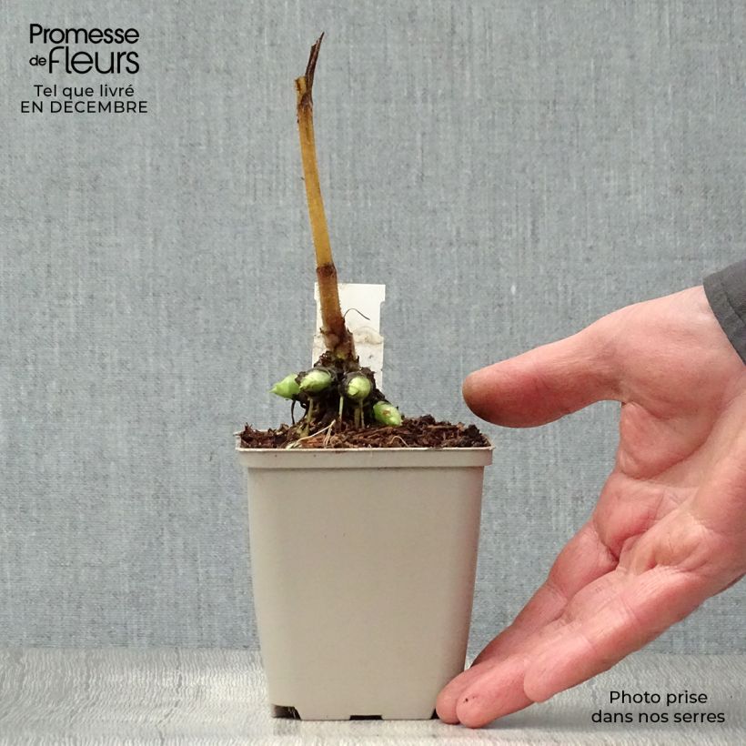 Spécimen de Doronic, Doronicum pardalianches Godet de 8/9 cm tel que livré en hiver