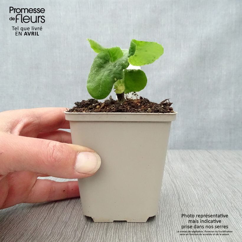 Spécimen de Doronic, Doronicum pardalianches Godet de 8/9 cm tel que livré au printemps