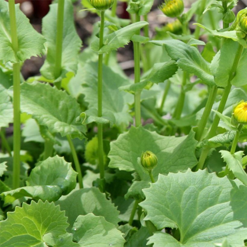 Doronicum orientale Little Leo - Doronic du Caucase (Feuillage)