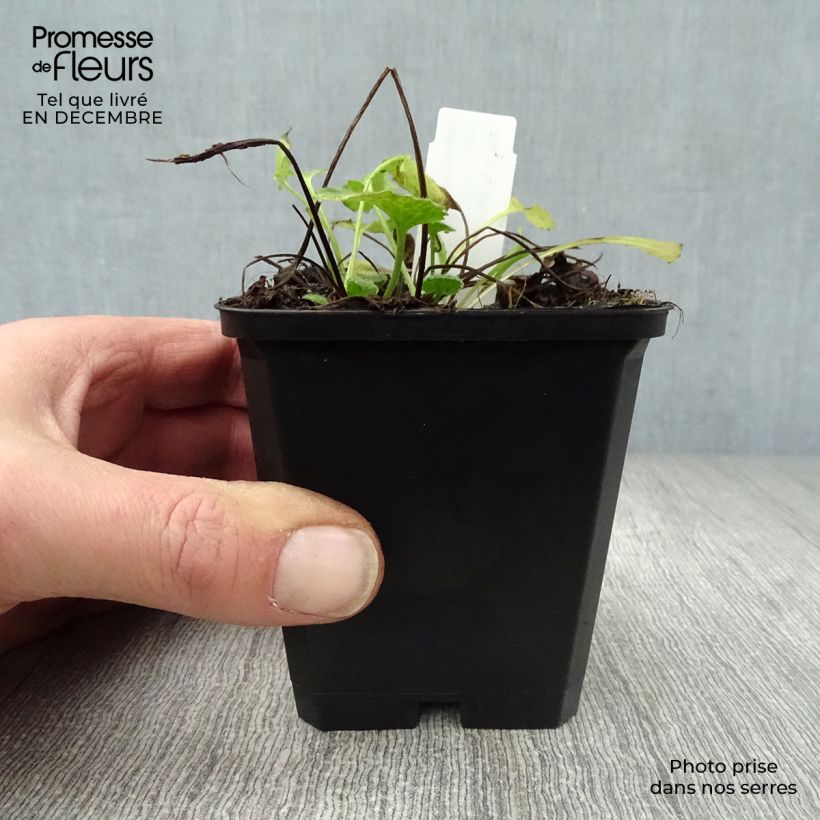 Spécimen de Doronicum orientale Little Leo - Doronic du Caucase Godet de 8/9 cm tel que livré en hiver