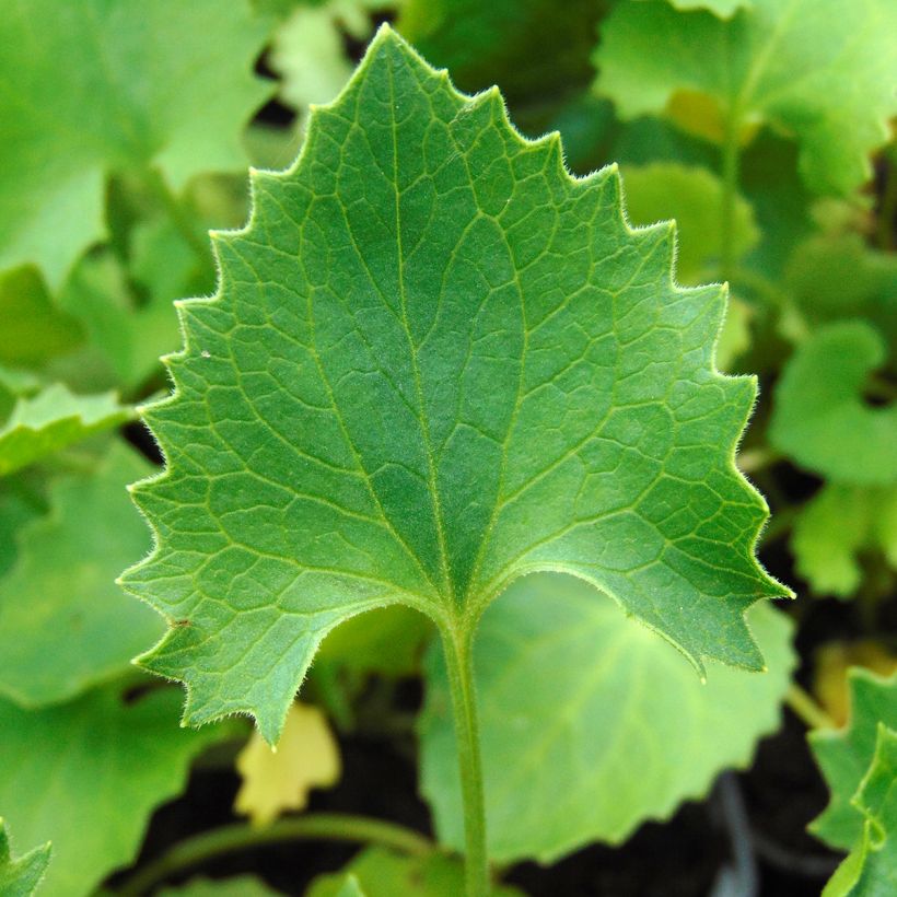 Doronicum orientale Magnificum - Doronic jaune (Feuillage)