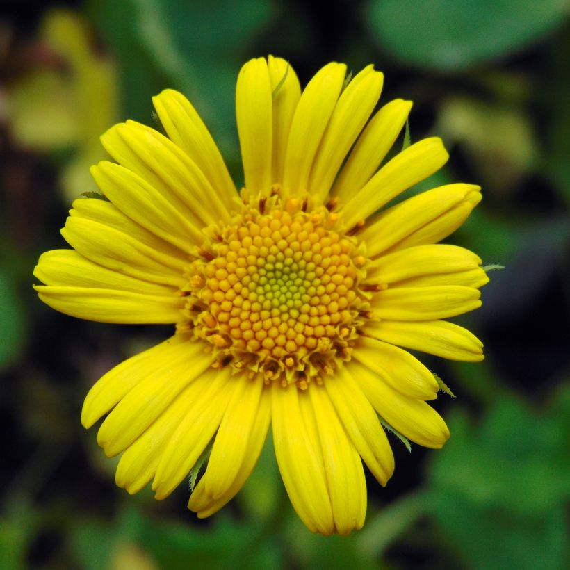 Doronicum orientale Magnificum - Doronic jaune (Floraison)
