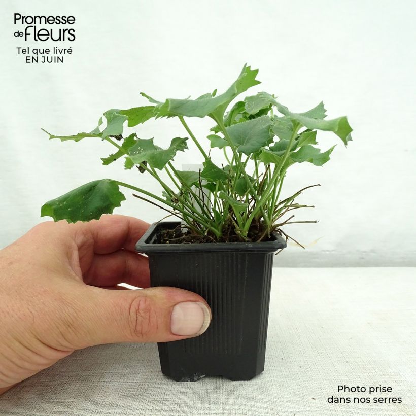 Spécimen de Doronicum orientale Magnificum - Doronic jaune Godet de 8/9 cm tel que livré en été