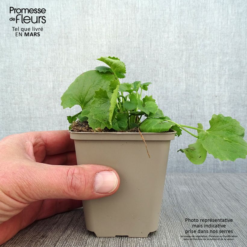 Spécimen de Doronicum orientale Magnificum - Doronic jaune Godet de 8/9 cm tel que livré en hiver