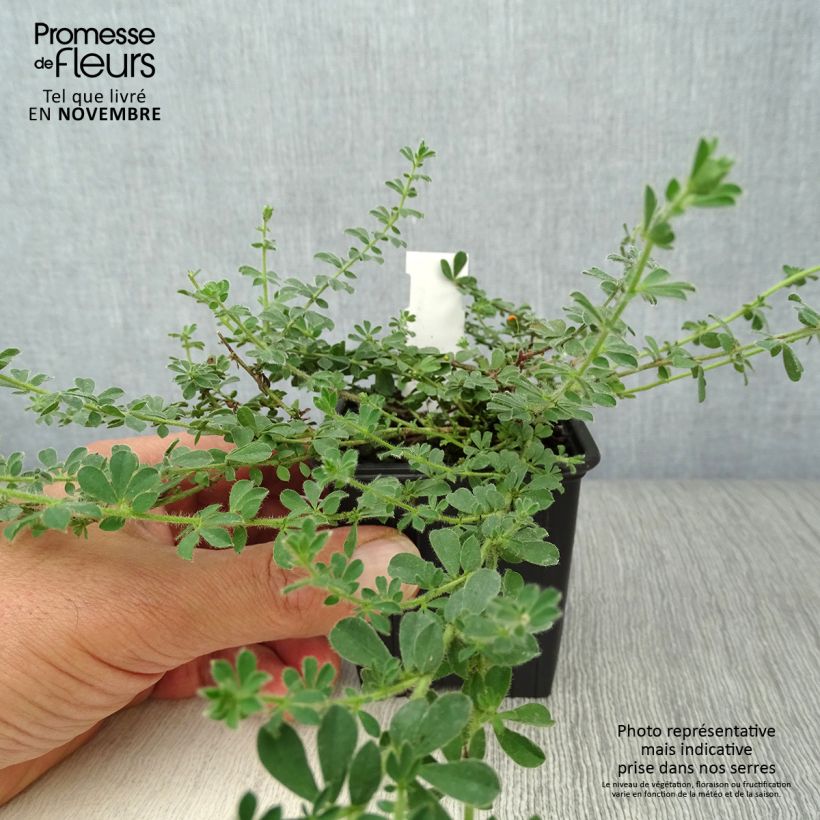 Spécimen de Dorycnium hirsutum Godet de 8/9 cm tel que livré en automne
