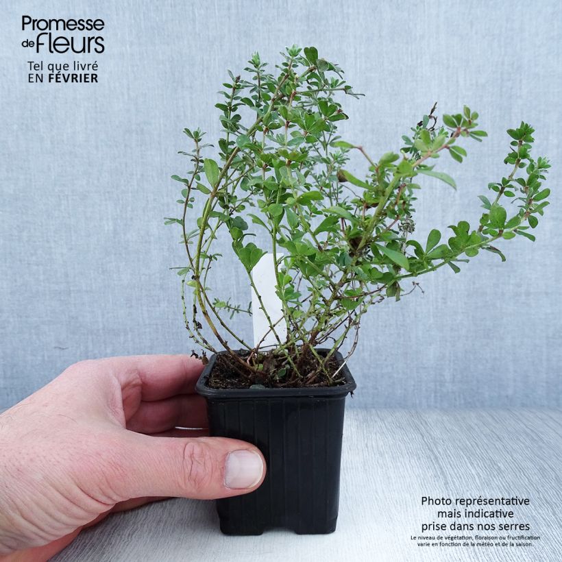 Spécimen de Dorycnium hirsutum Godet de 8/9 cm tel que livré en hiver