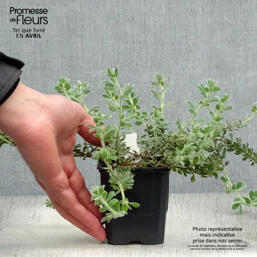 Amostra de Dorycnium hirsutum Vaso de 8/9 cm tal como entregue na primavera