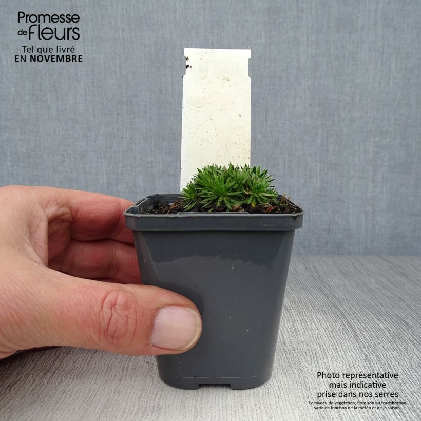 Spécimen de Draba aizoides - Drave faux Aïzoon Godet de 7/8 cm tel que livré en automne