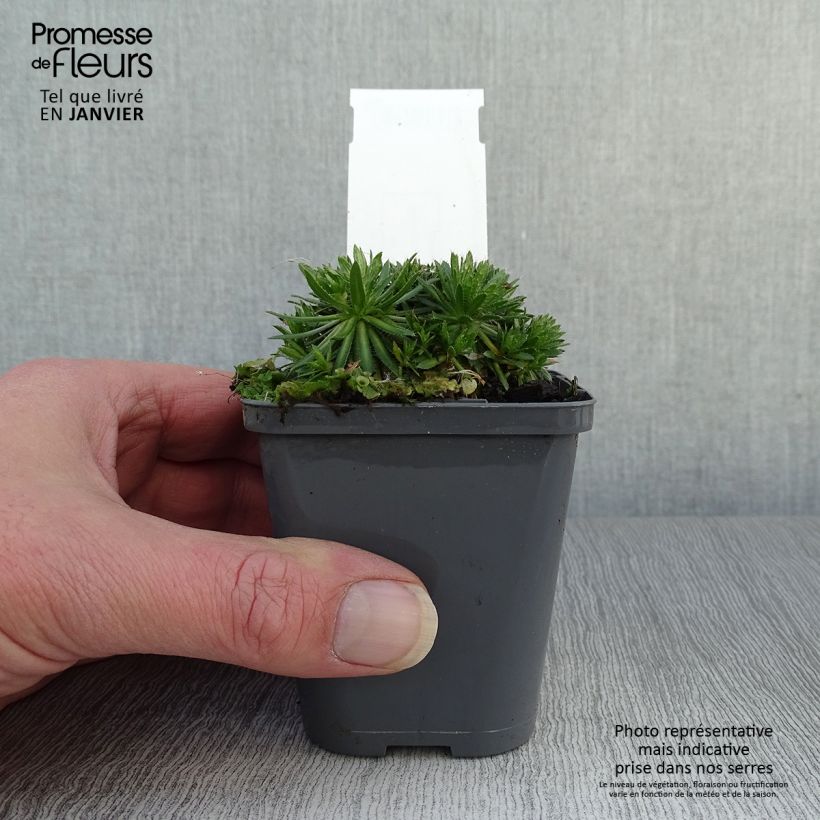 Spécimen de Draba sakurai - Drave de Sakuraï Godet de 8/9 cm tel que livré en hiver