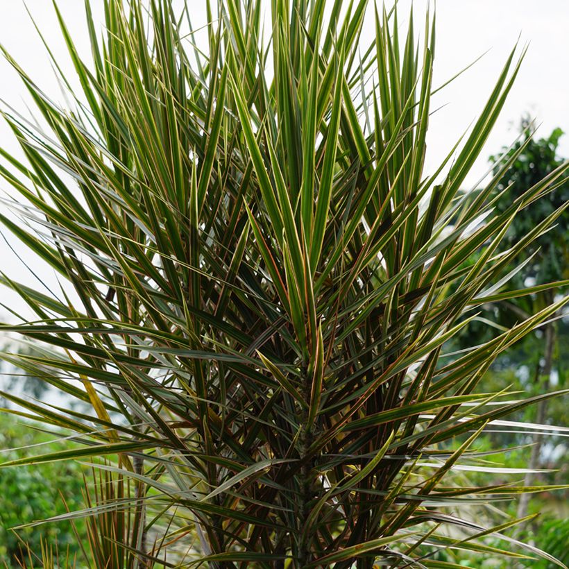 Dracaena Magenta - Dragonnier de Madagascar (Port)