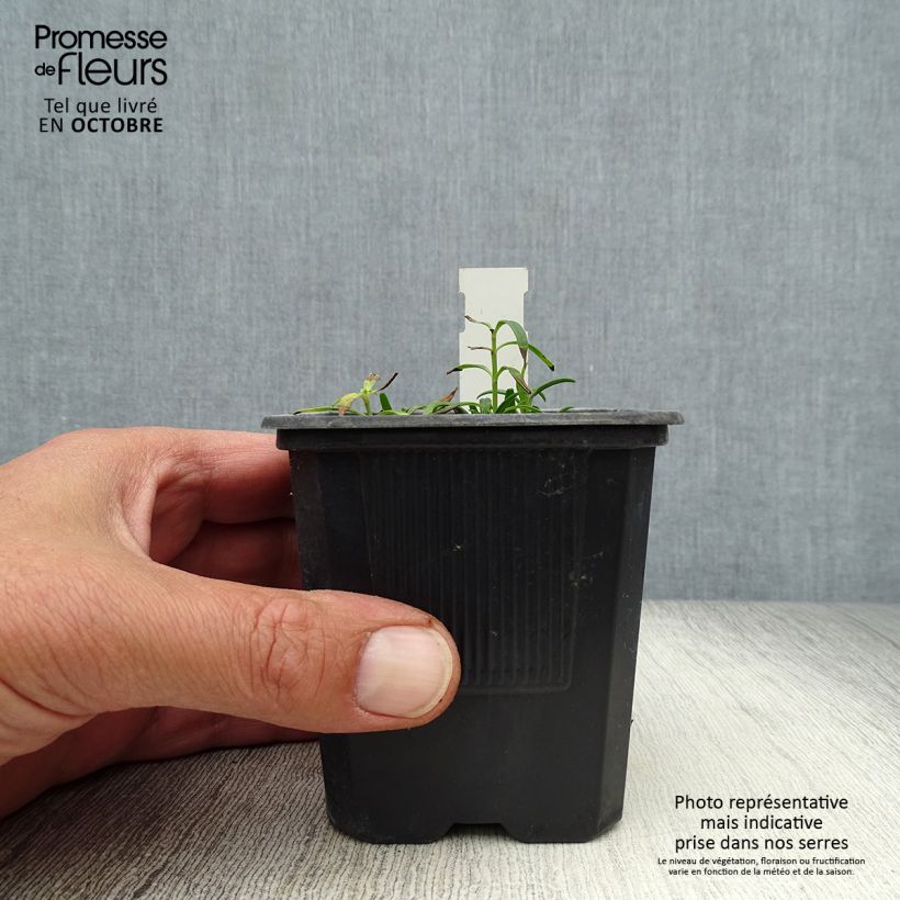 Spécimen de Dracocephalum ruyschiana - Tête de dragon Godet de 8/9 cm tel que livré en automne