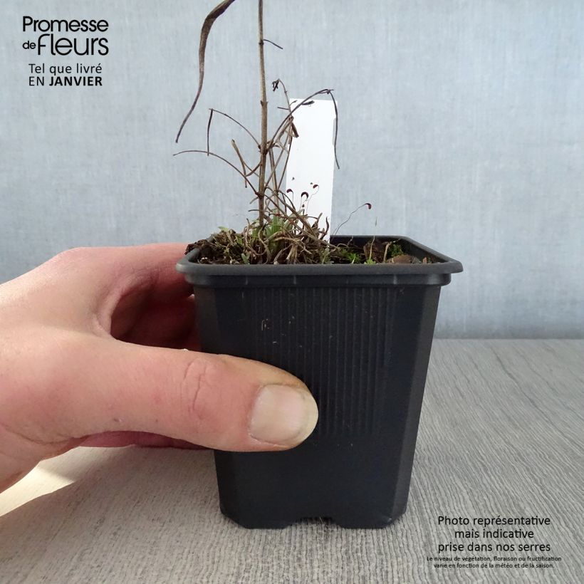 Spécimen de Dracocephalum ruyschiana - Tête de dragon Godet de 8/9 cm tel que livré en hiver