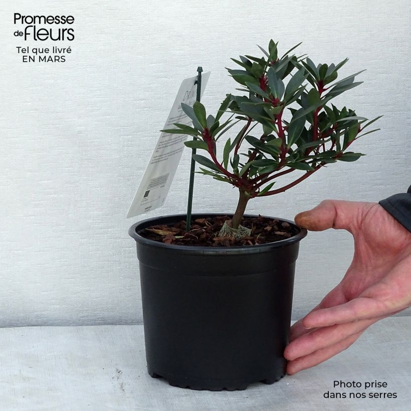 Drimys aromatica Red Spice Vaso da 2L/3L esemplare consegnato in primavera