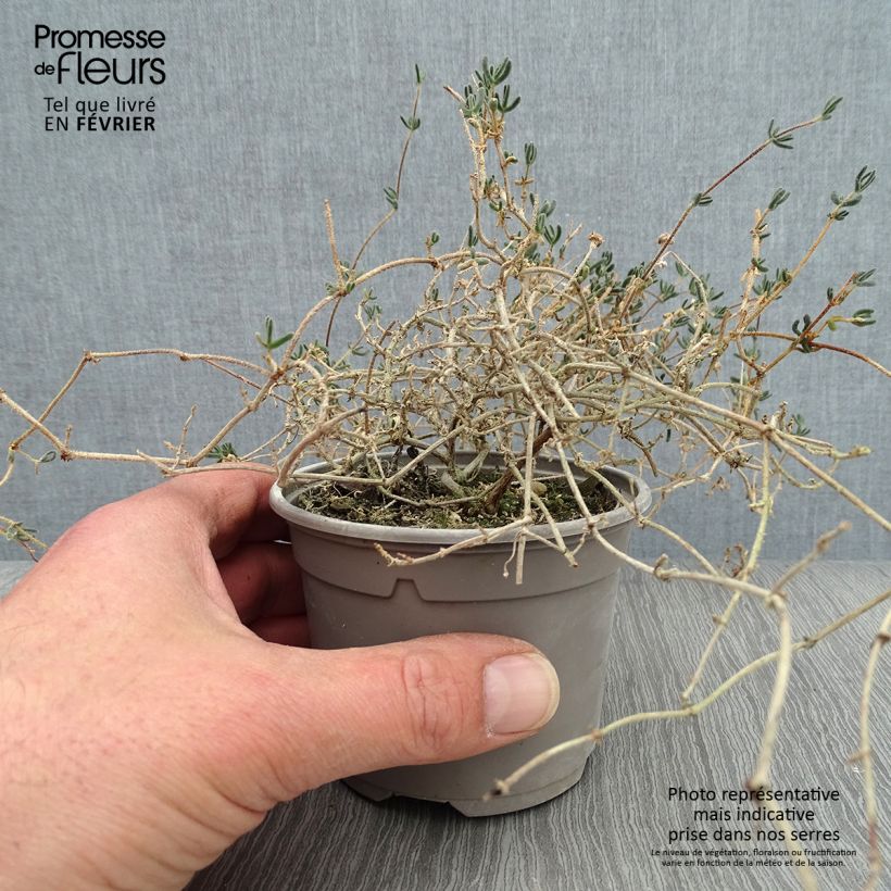 Spécimen de Drosanthemum hispidum - Grain de riz Godet de 8/9 cm tel que livré en hiver