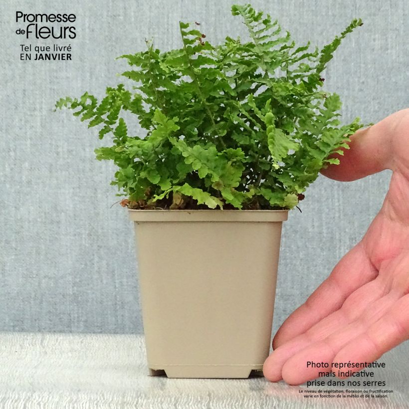 Spécimen de Dryopteris affinis Crispa - Fausse Fougère mâle naine Godet de 8/9 cm tel que livré en hiver