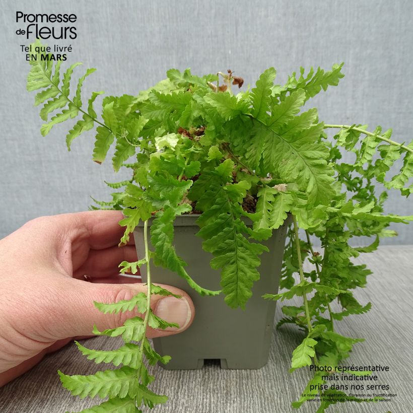 Spécimen de Dryopteris affinis Cristata ou The King - Fausse Fougère mâle Godet de 8/9 cm tel que livré en hiver