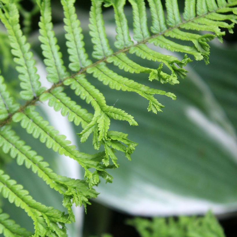 Dryopteris affinis Cristata ou The King - Fausse Fougère mâle (Feuillage)
